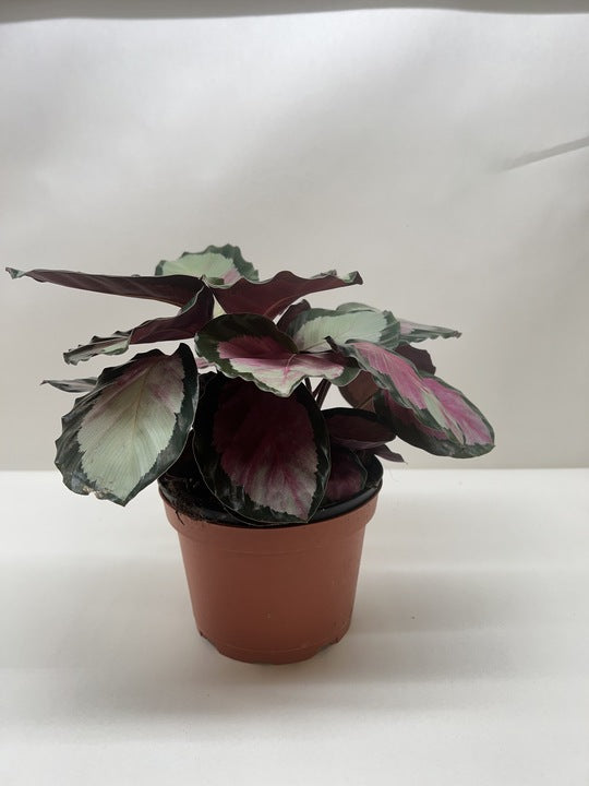 Calathea roseopicta 'Silvia' - Holiday Corner