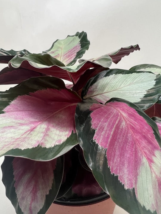 Calathea roseopicta 'Silvia' - Holiday Corner