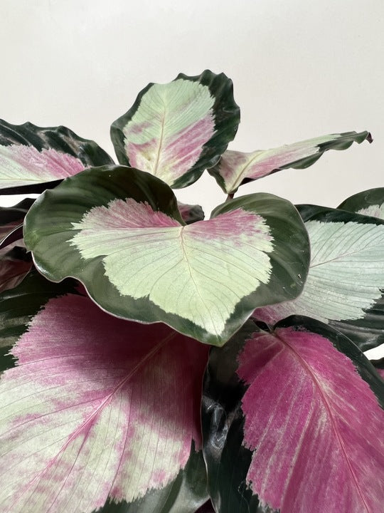 Calathea roseopicta 'Silvia' - Holiday Corner
