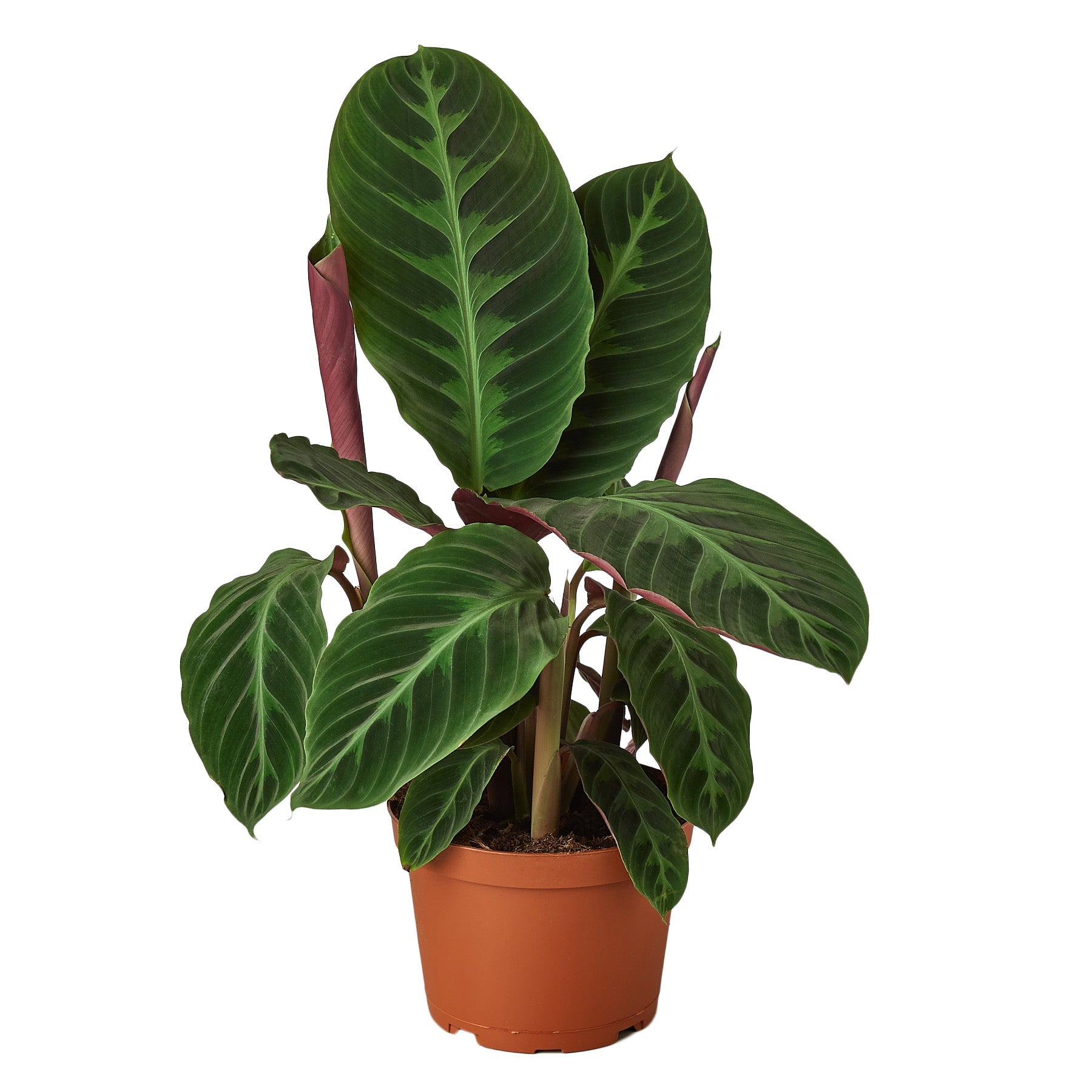Calathea 'Warscewiczii' - 6" Pot - Holiday Corner