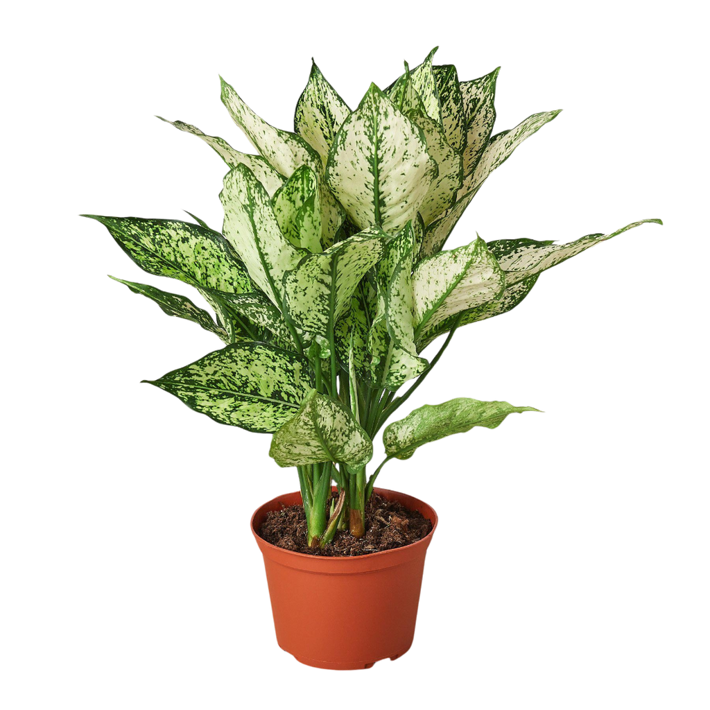 Chinese Evergreen 'First Diamond' - Holiday Corner