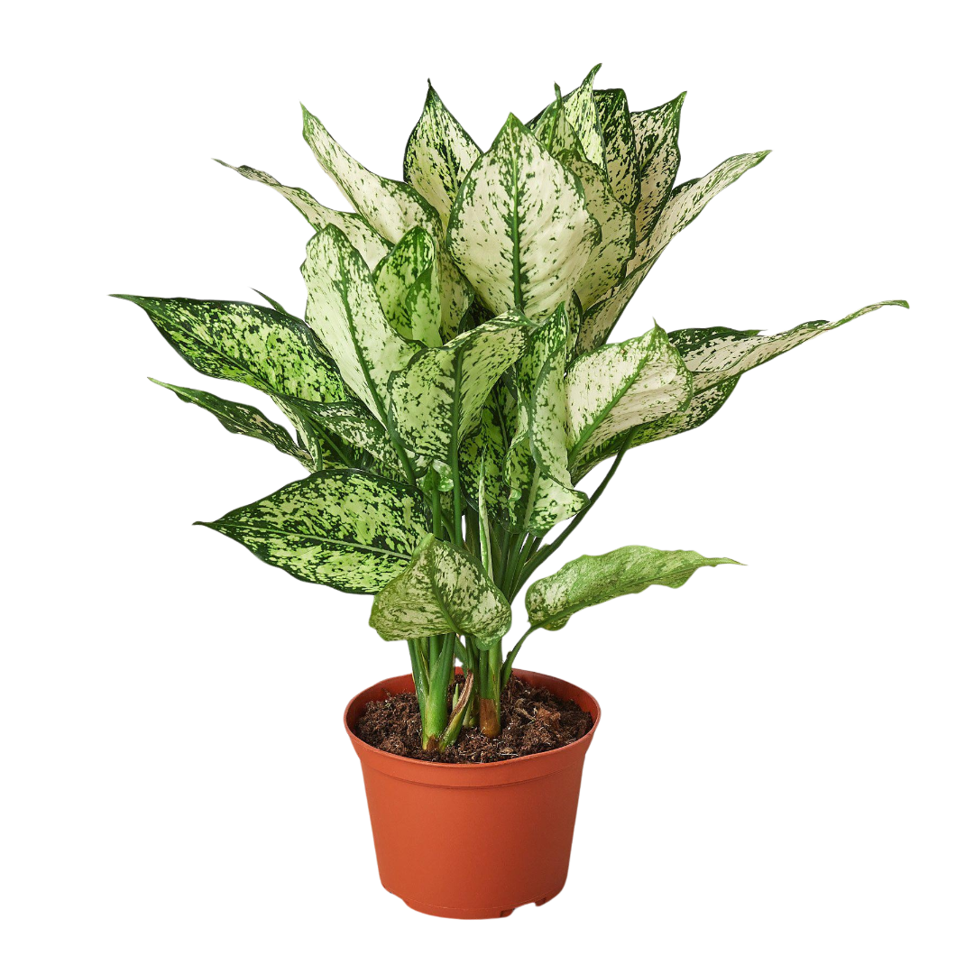 Chinese Evergreen 'First Diamond' - Holiday Corner