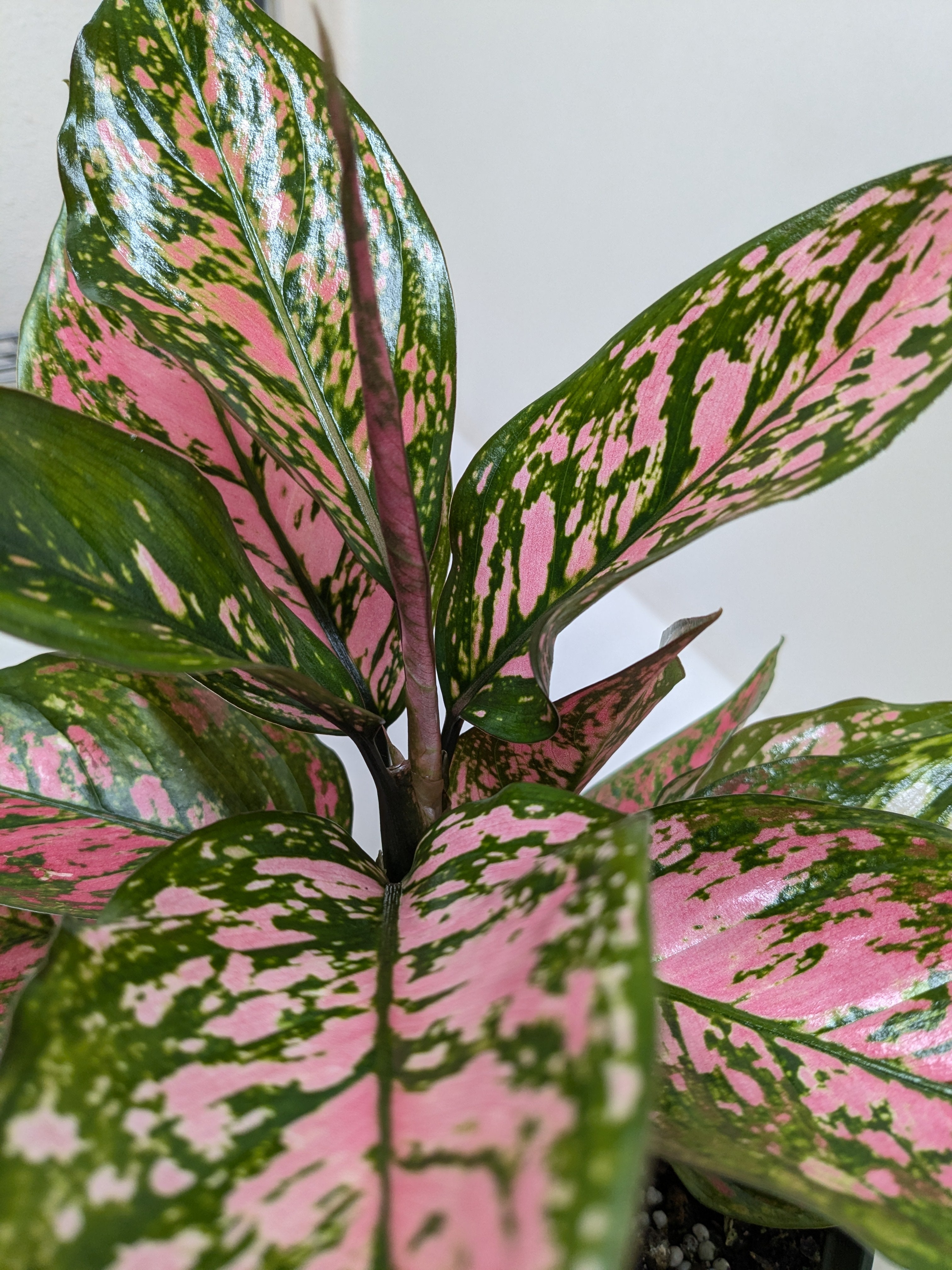 Chinese Evergreen 'Wishes' - Holiday Corner