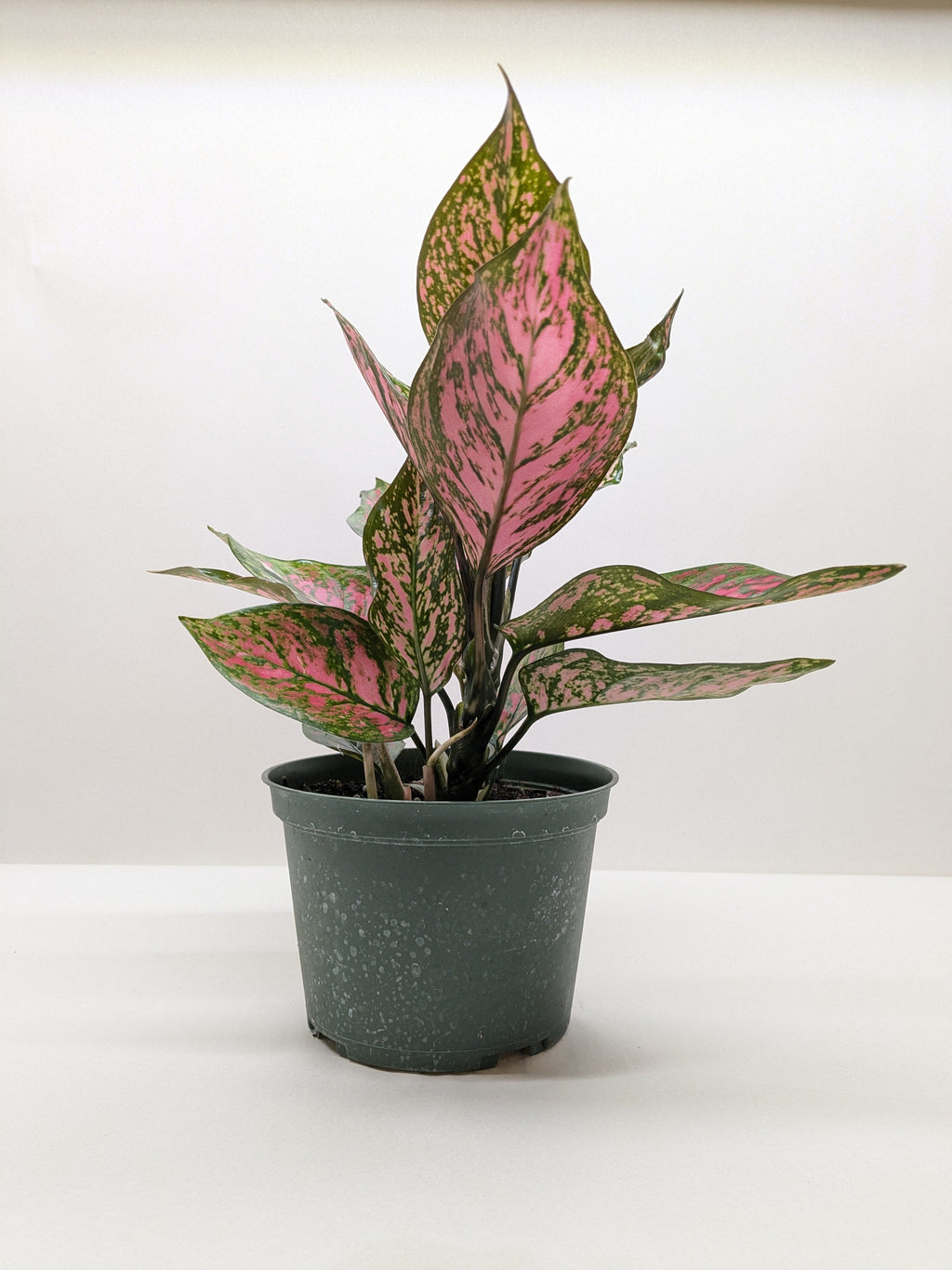 Chinese Evergreen 'Wishes' - Holiday Corner