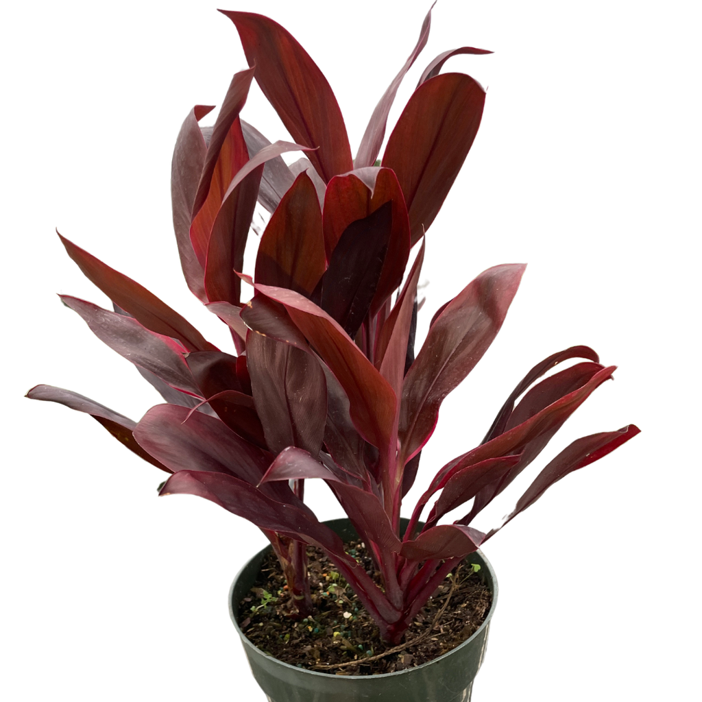Cordyline 'Calypso Queen' - Holiday Corner