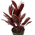 Cordyline 'Calypso Queen' - Holiday Corner