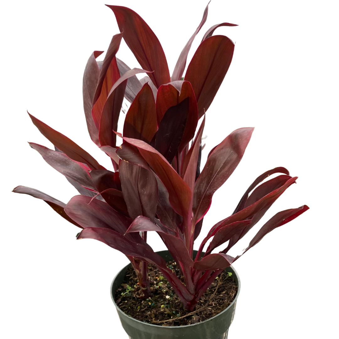 Cordyline 'Calypso Queen' - Holiday Corner