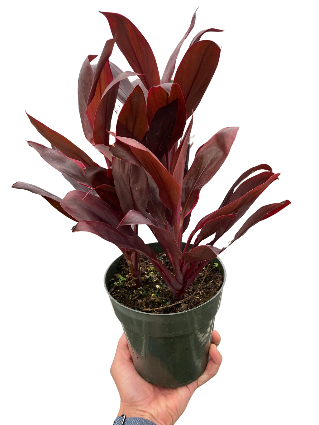 Cordyline 'Calypso Queen' - Holiday Corner