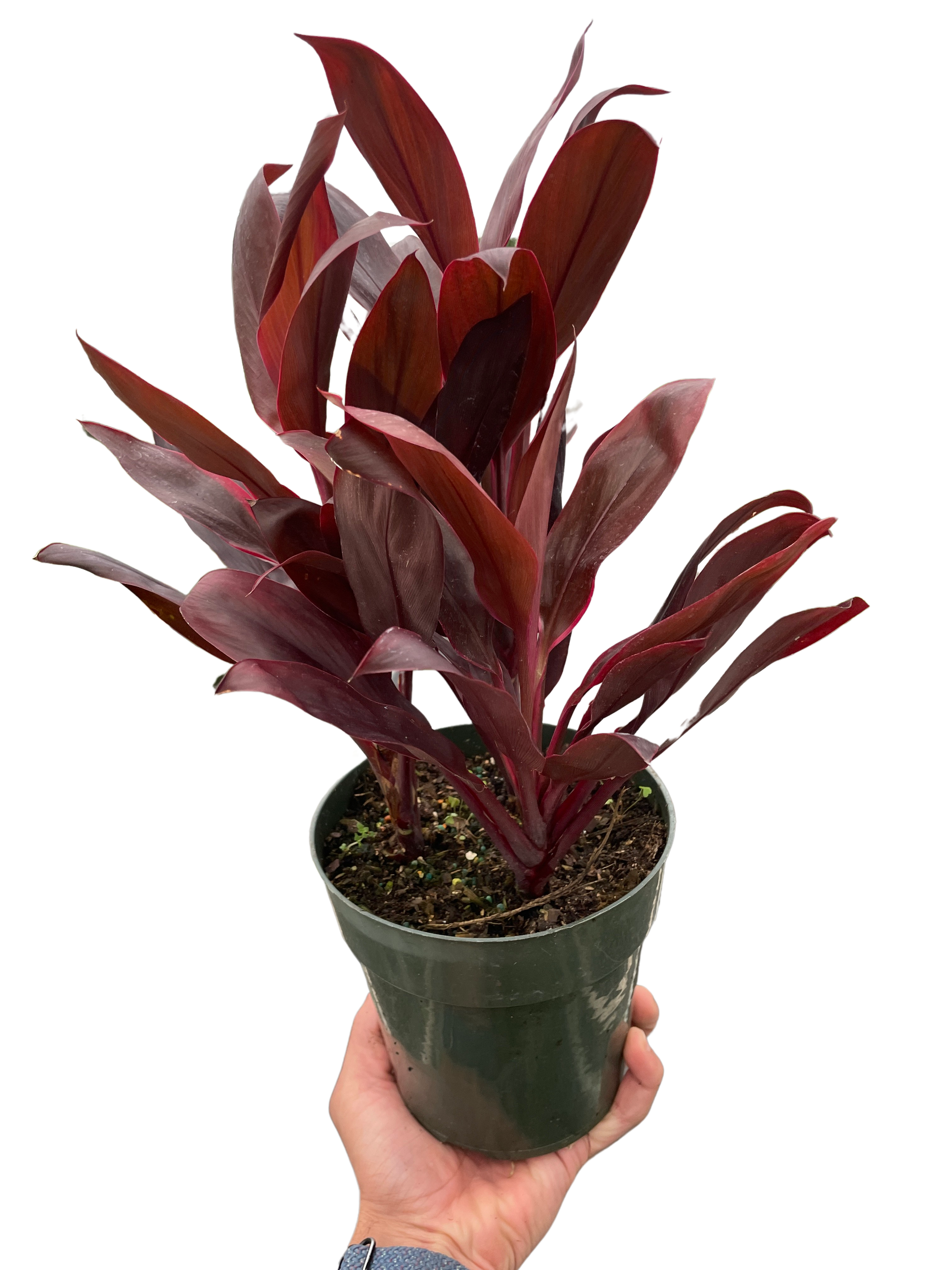 Cordyline 'Calypso Queen' - Holiday Corner