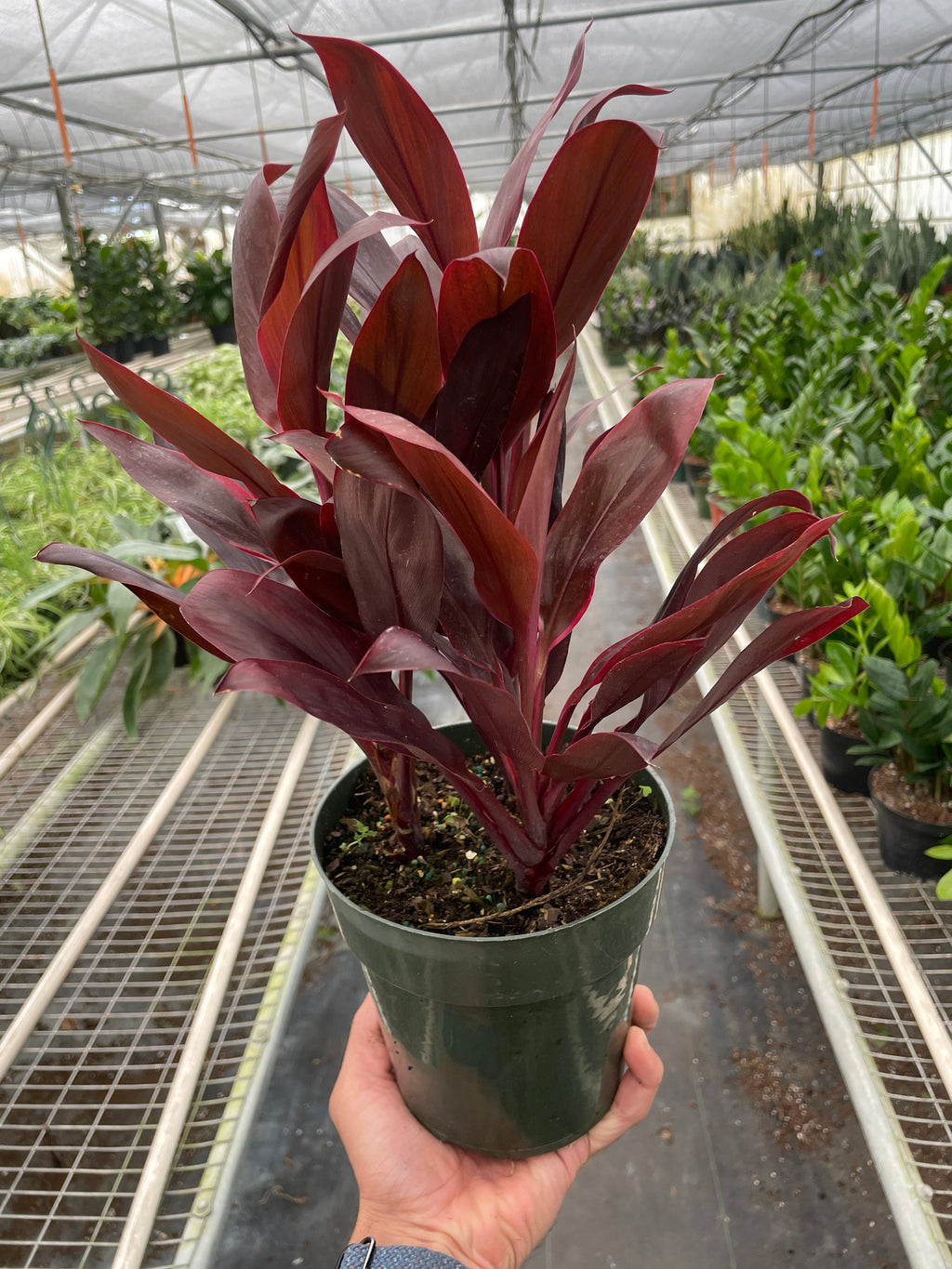 Cordyline 'Calypso Queen' - Holiday Corner