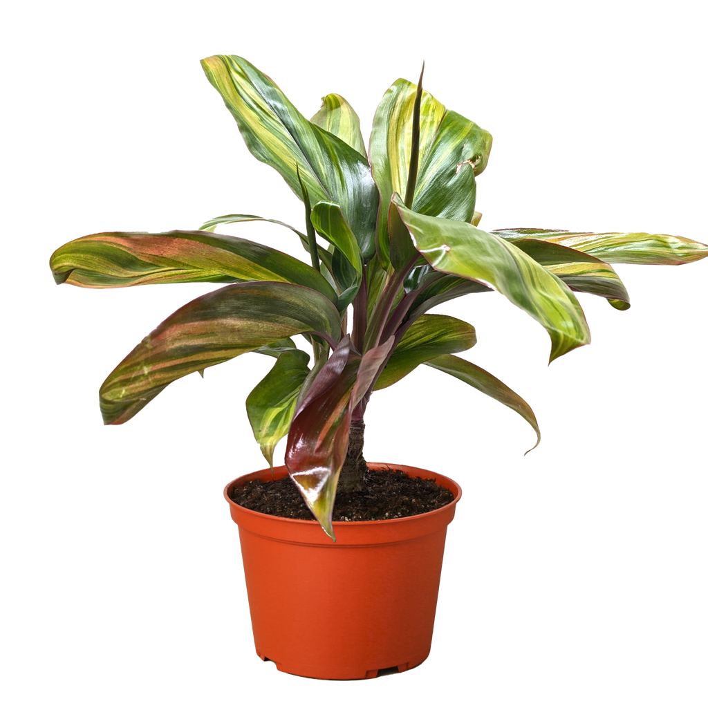 Cordyline Willies Gold - Holiday Corner
