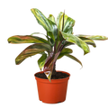 Cordyline Willies Gold - Holiday Corner
