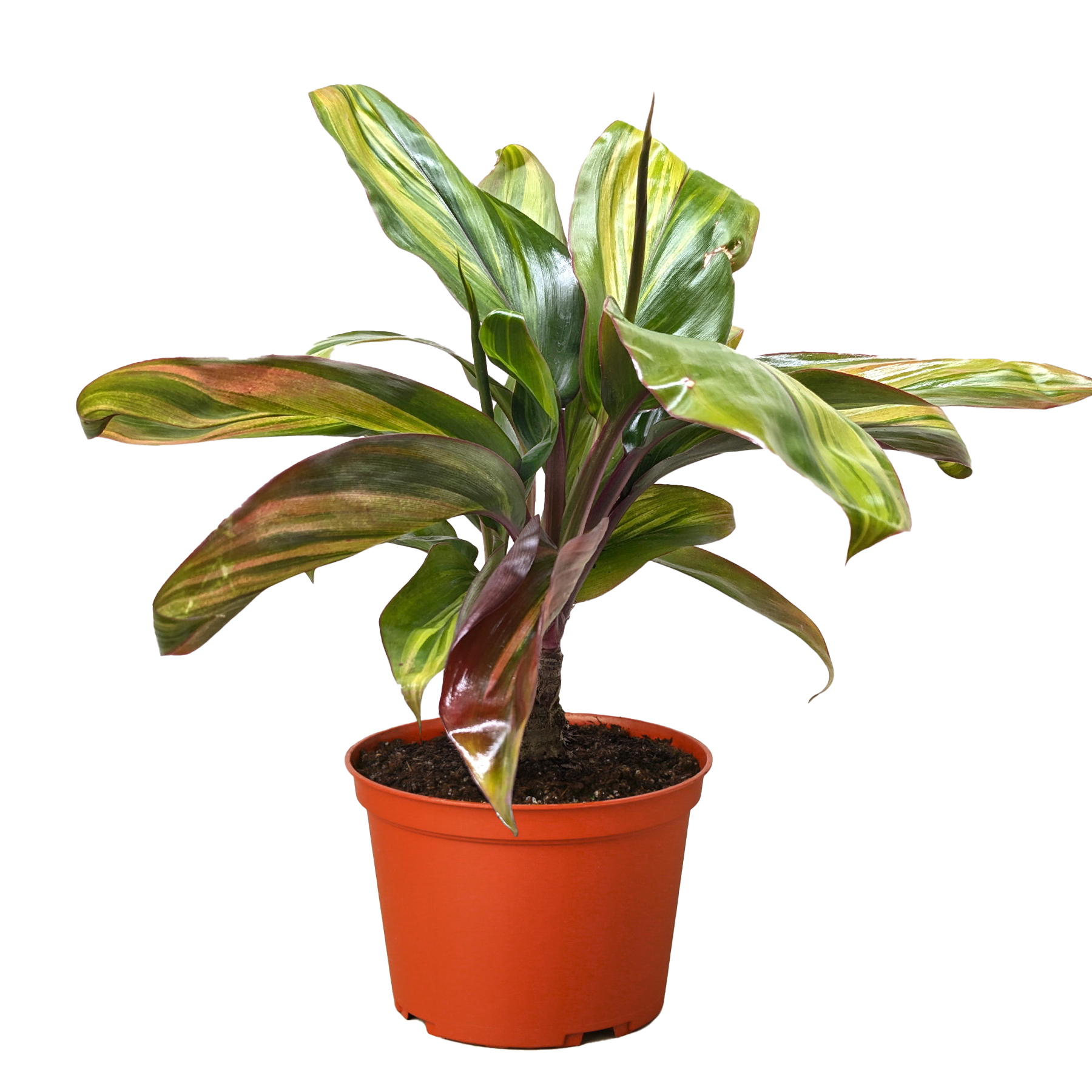 Cordyline Willies Gold - Holiday Corner