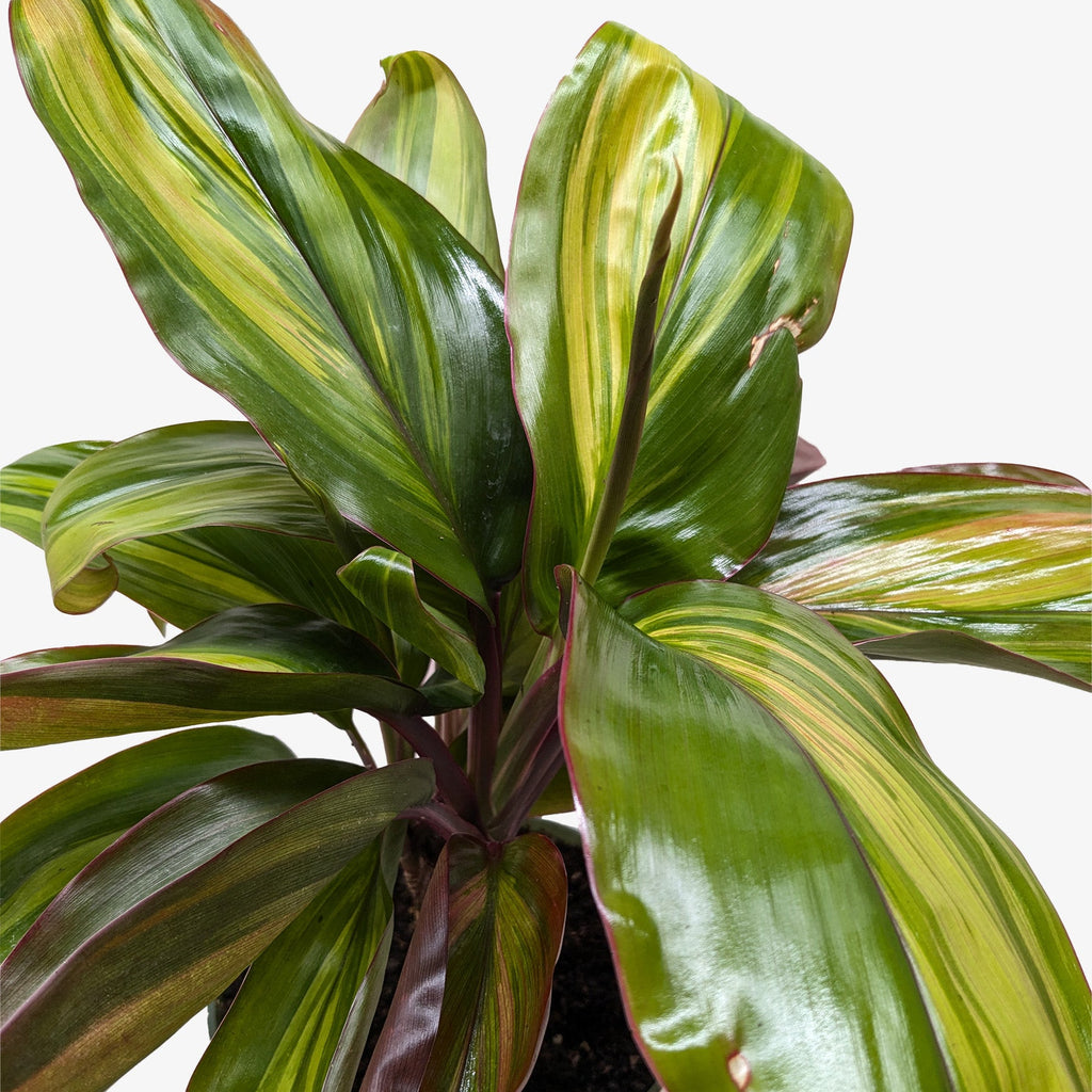 Cordyline Willies Gold - Holiday Corner