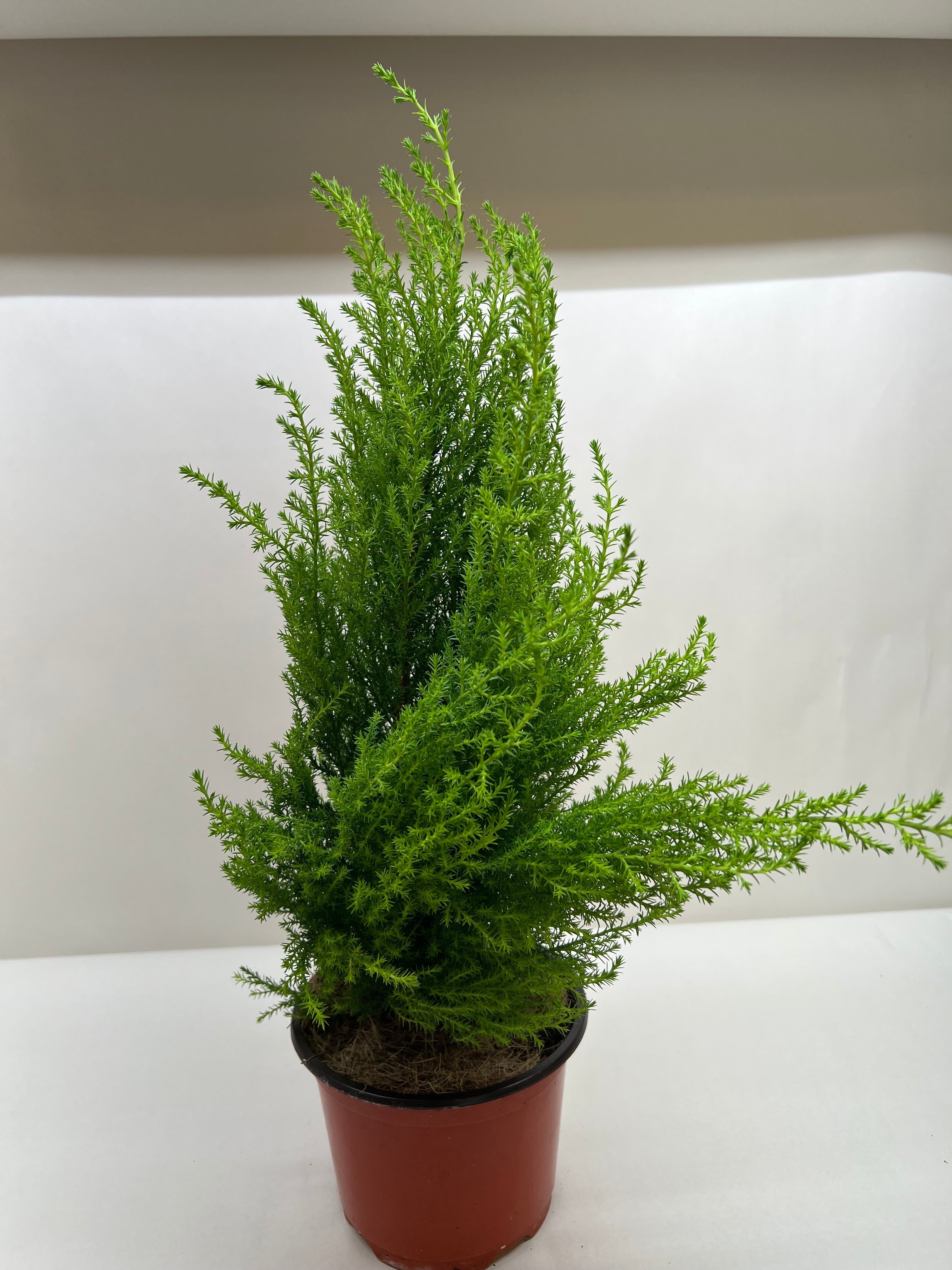 Cypress Lemon - Holiday Corner