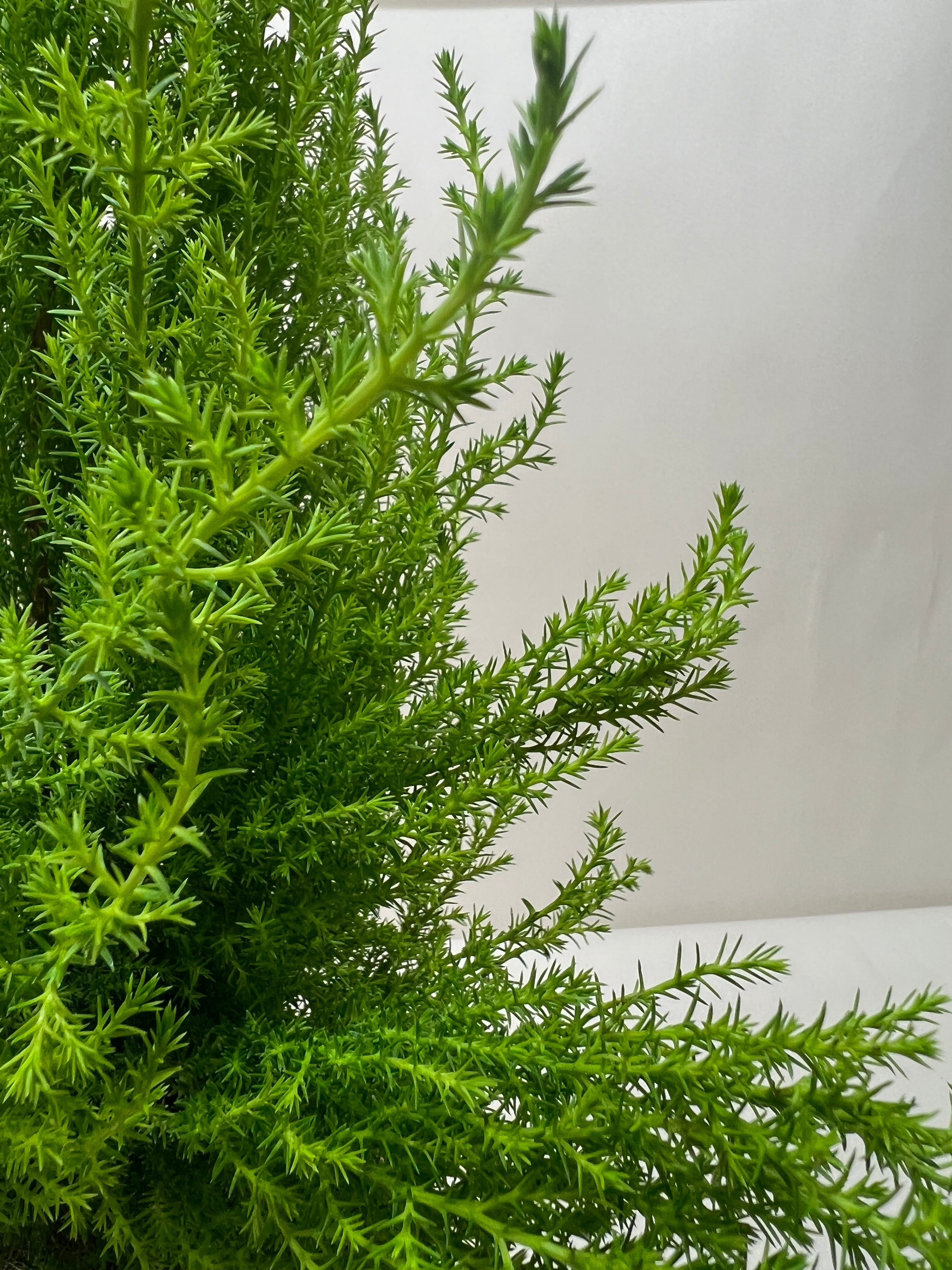 Cypress Lemon - Holiday Corner