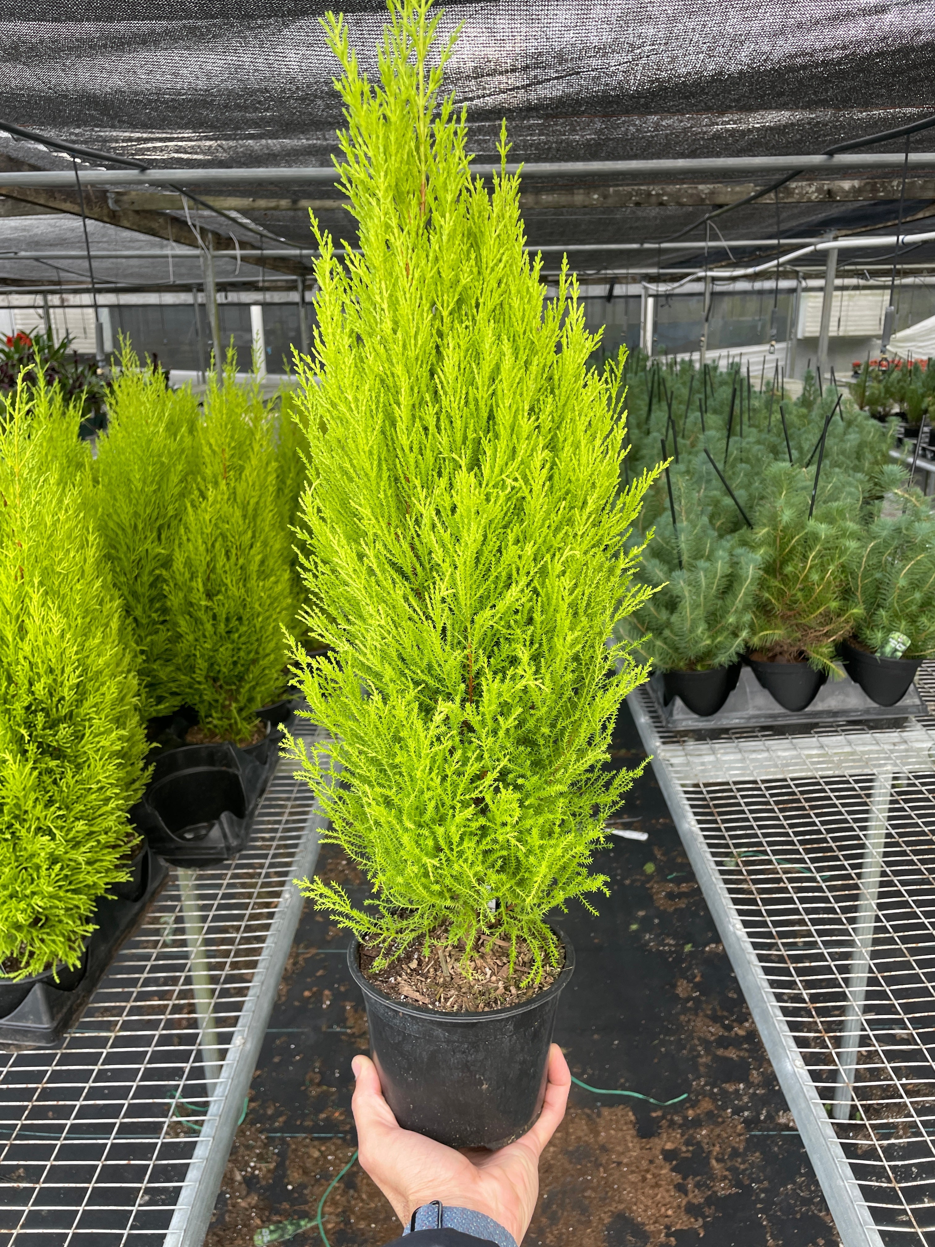 Cypress Lemon - Holiday Corner