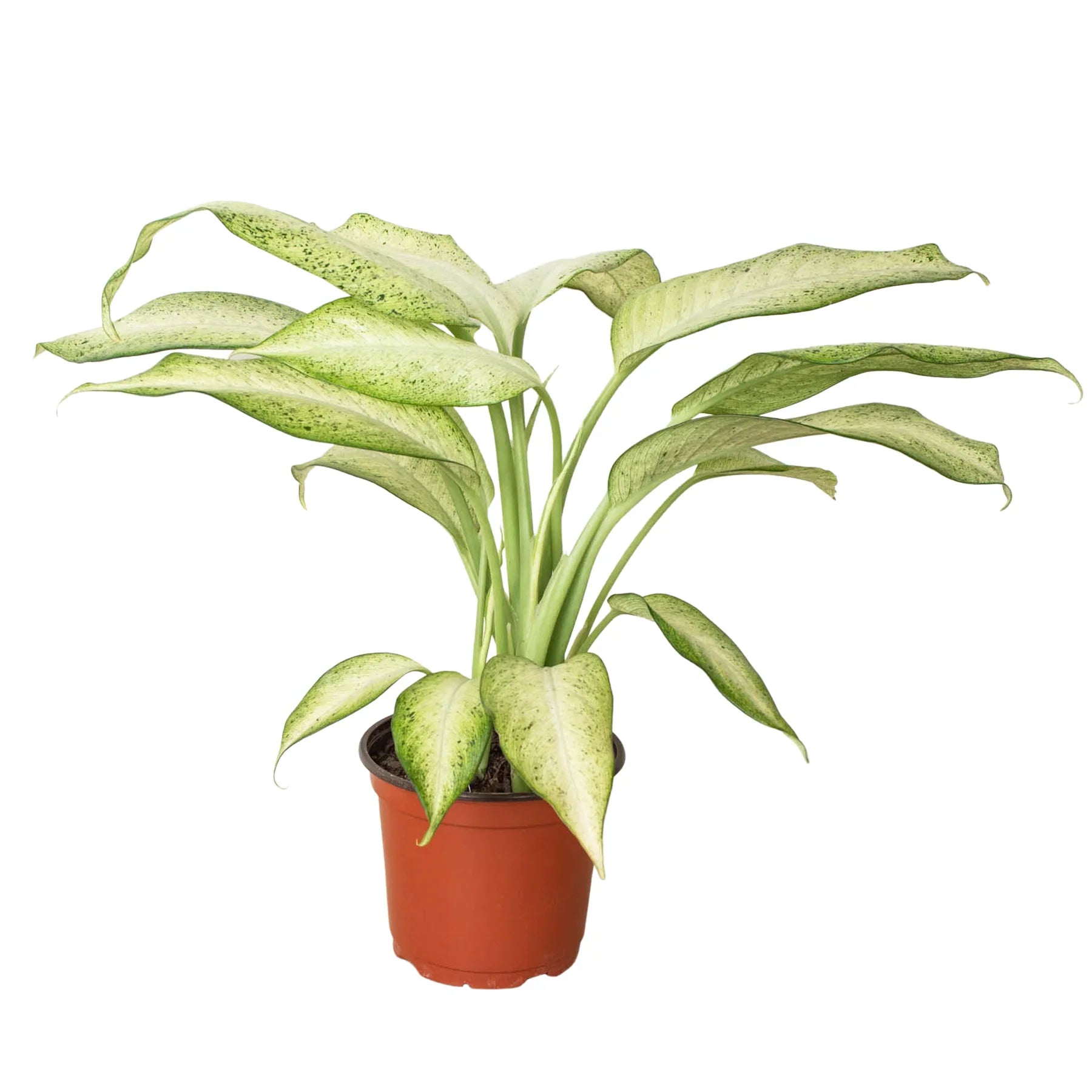 Dieffenbachia 'Camouflage' - Holiday Corner