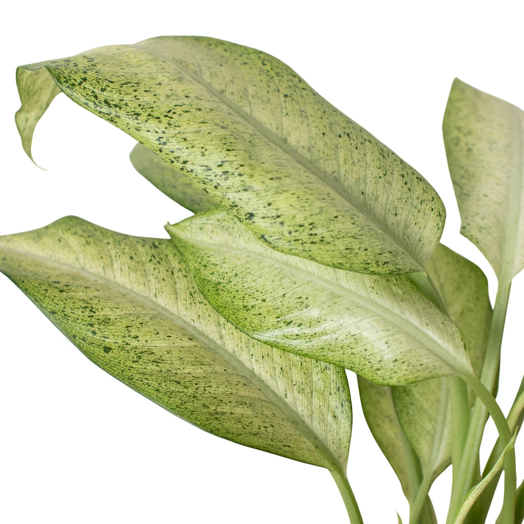 Dieffenbachia 'Camouflage' - Holiday Corner