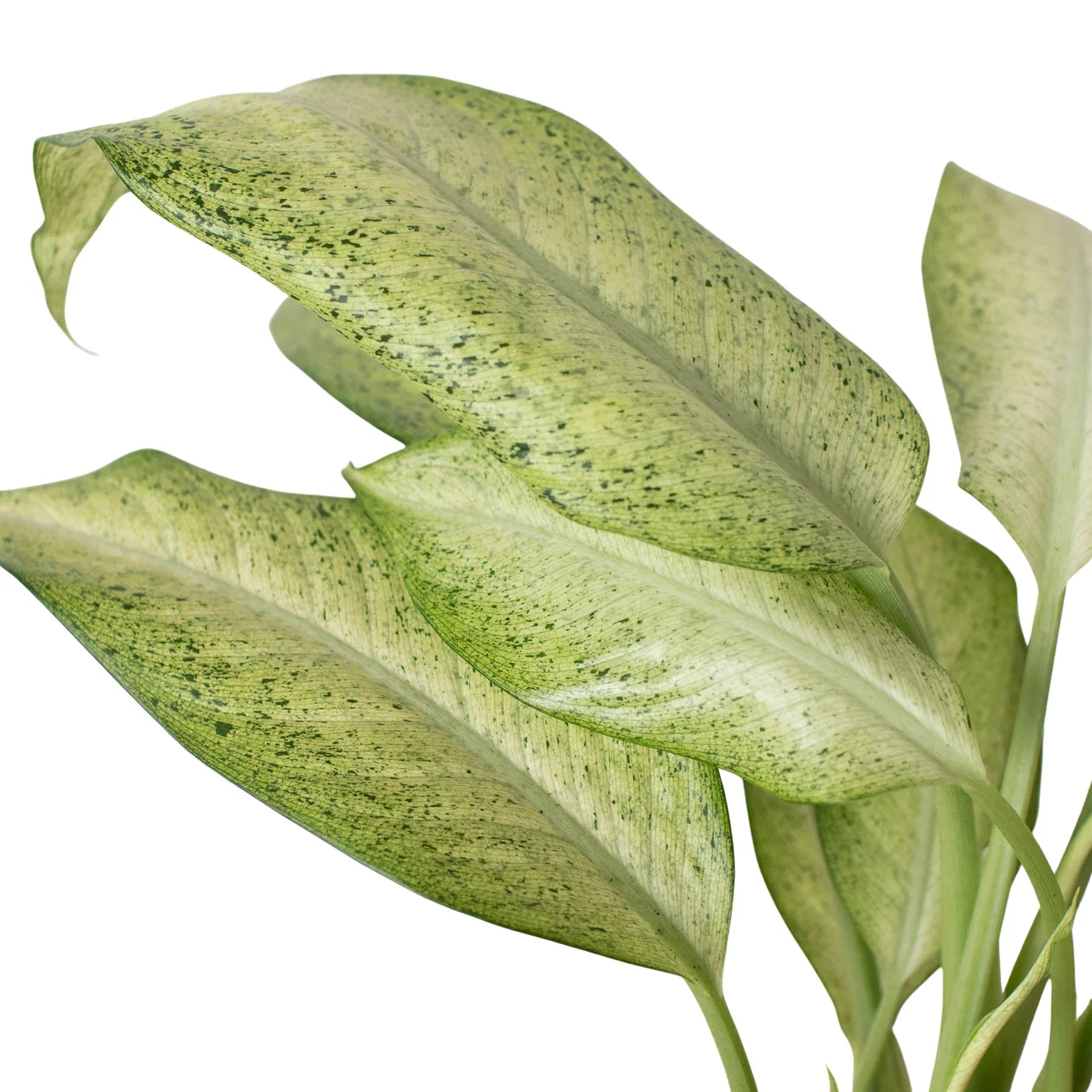Dieffenbachia 'Camouflage' - Holiday Corner