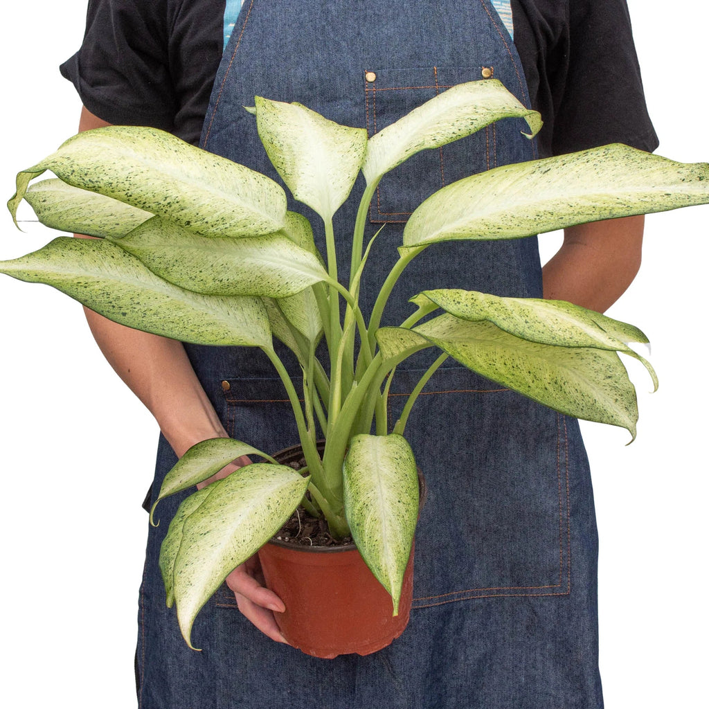Dieffenbachia 'Camouflage' - Holiday Corner