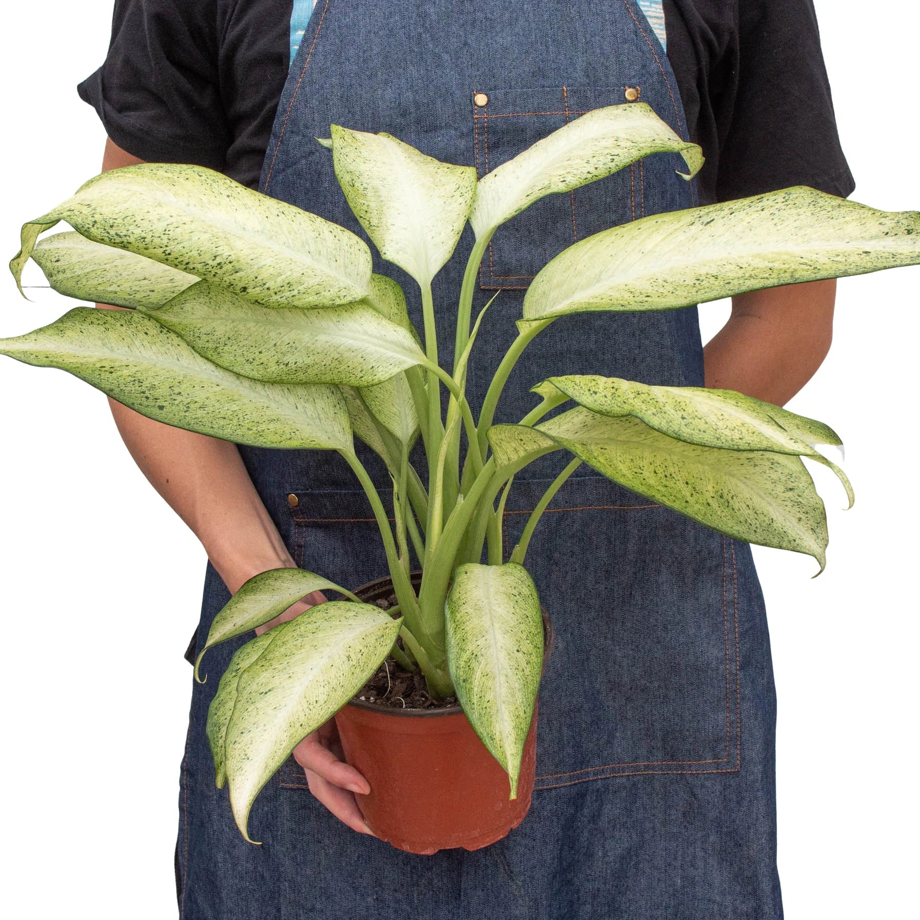 Dieffenbachia 'Camouflage' - Holiday Corner