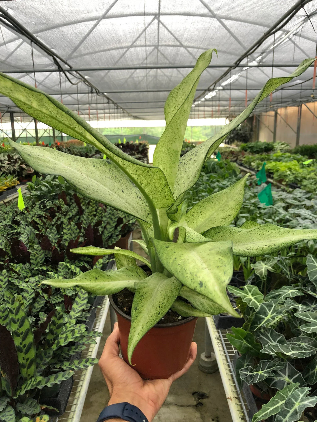 Dieffenbachia 'Camouflage' - Holiday Corner