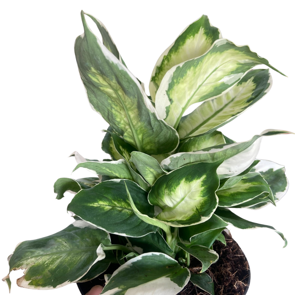 Dieffenbachia 'Cool Beauty' - Holiday Corner