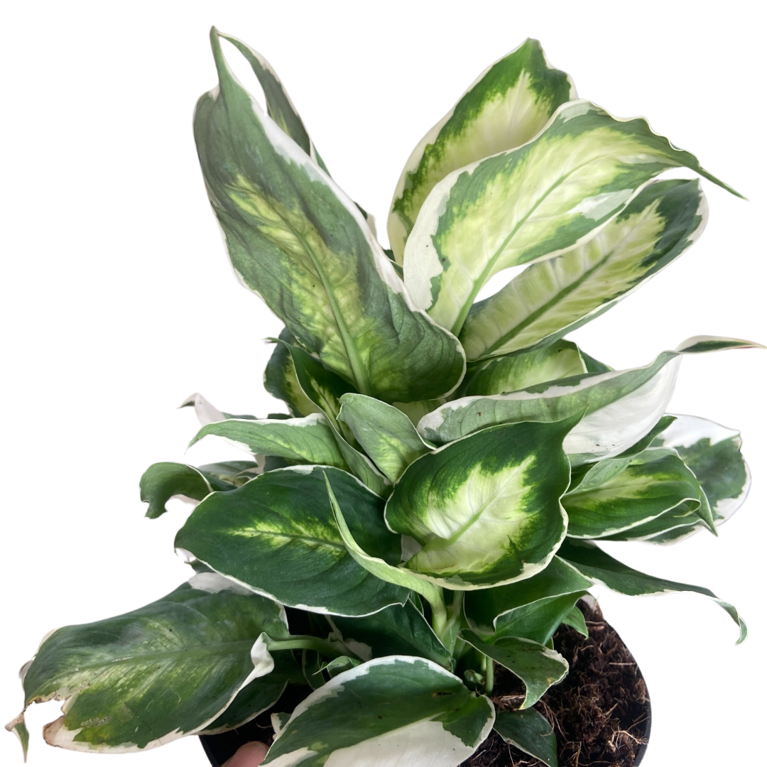 Dieffenbachia 'Cool Beauty' - Holiday Corner