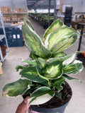 Dieffenbachia 'Cool Beauty' - Holiday Corner
