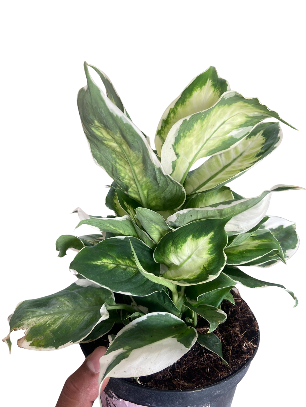 Dieffenbachia 'Cool Beauty' - Holiday Corner