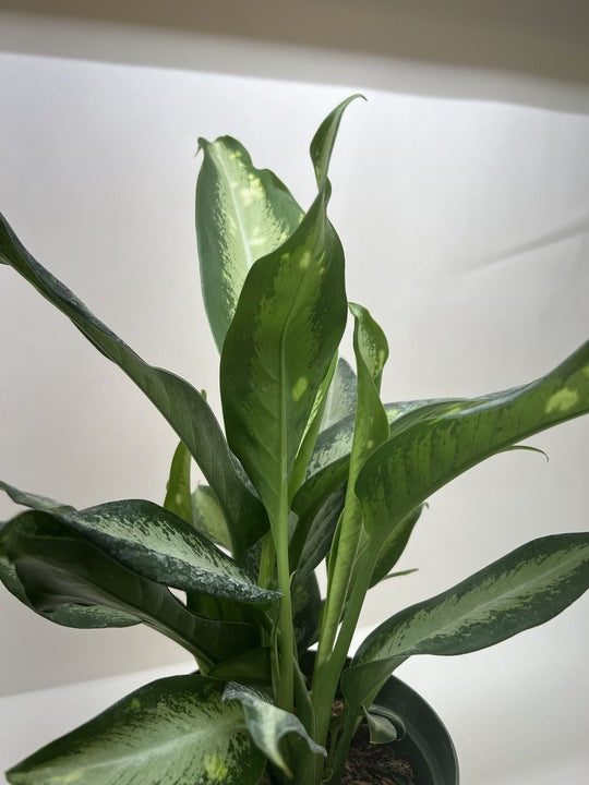 Dieffenbachia Panther - Holiday Corner
