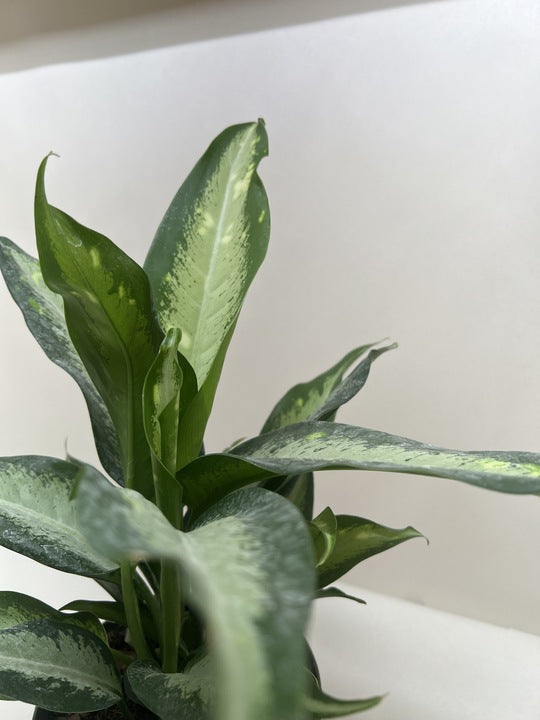 Dieffenbachia Panther - Holiday Corner