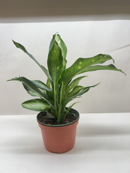 Dieffenbachia Panther - Holiday Corner