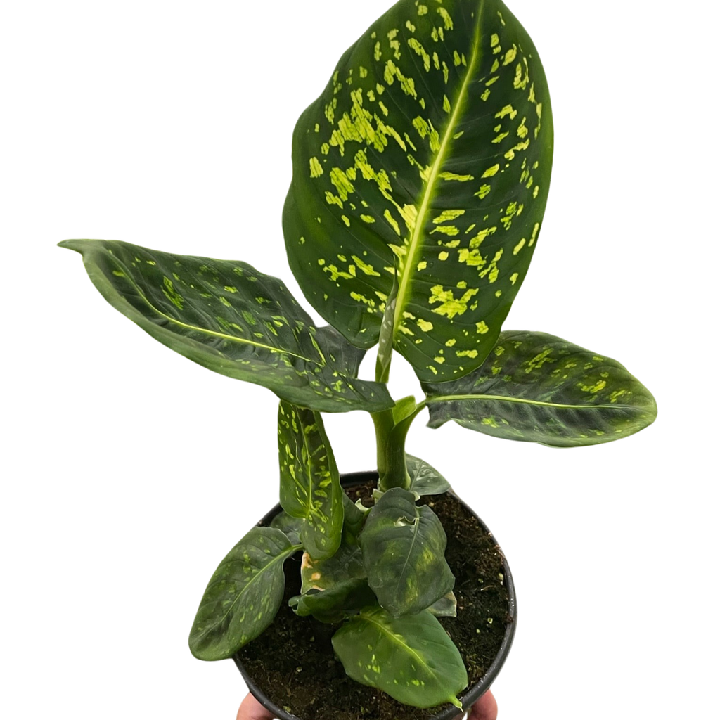 Dieffenbachia 'Reflector' - Holiday Corner