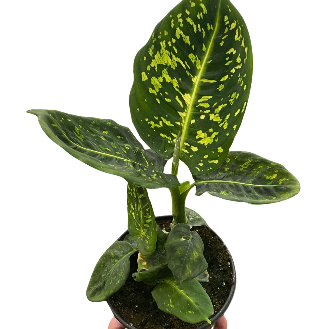 Dieffenbachia 'Reflector' - Holiday Corner
