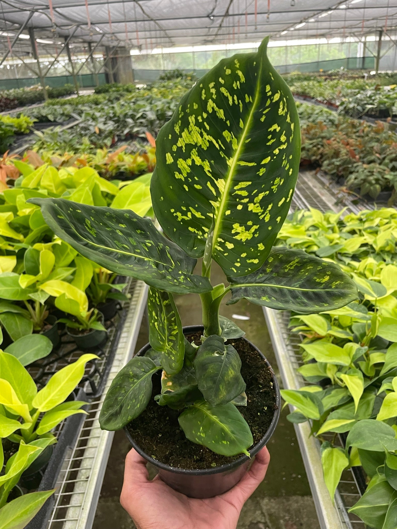 Dieffenbachia 'Reflector' - Holiday Corner