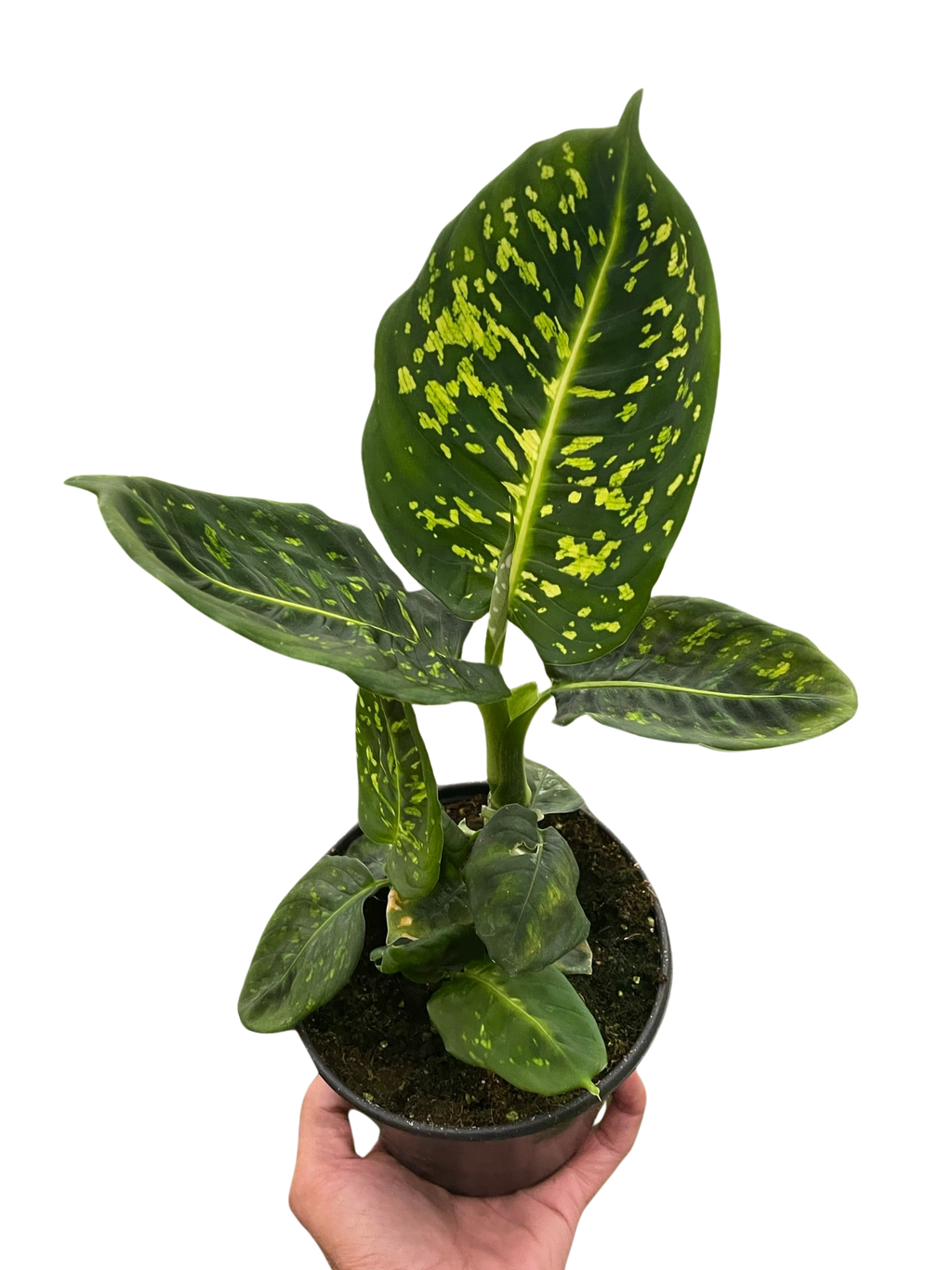 Dieffenbachia 'Reflector' - Holiday Corner