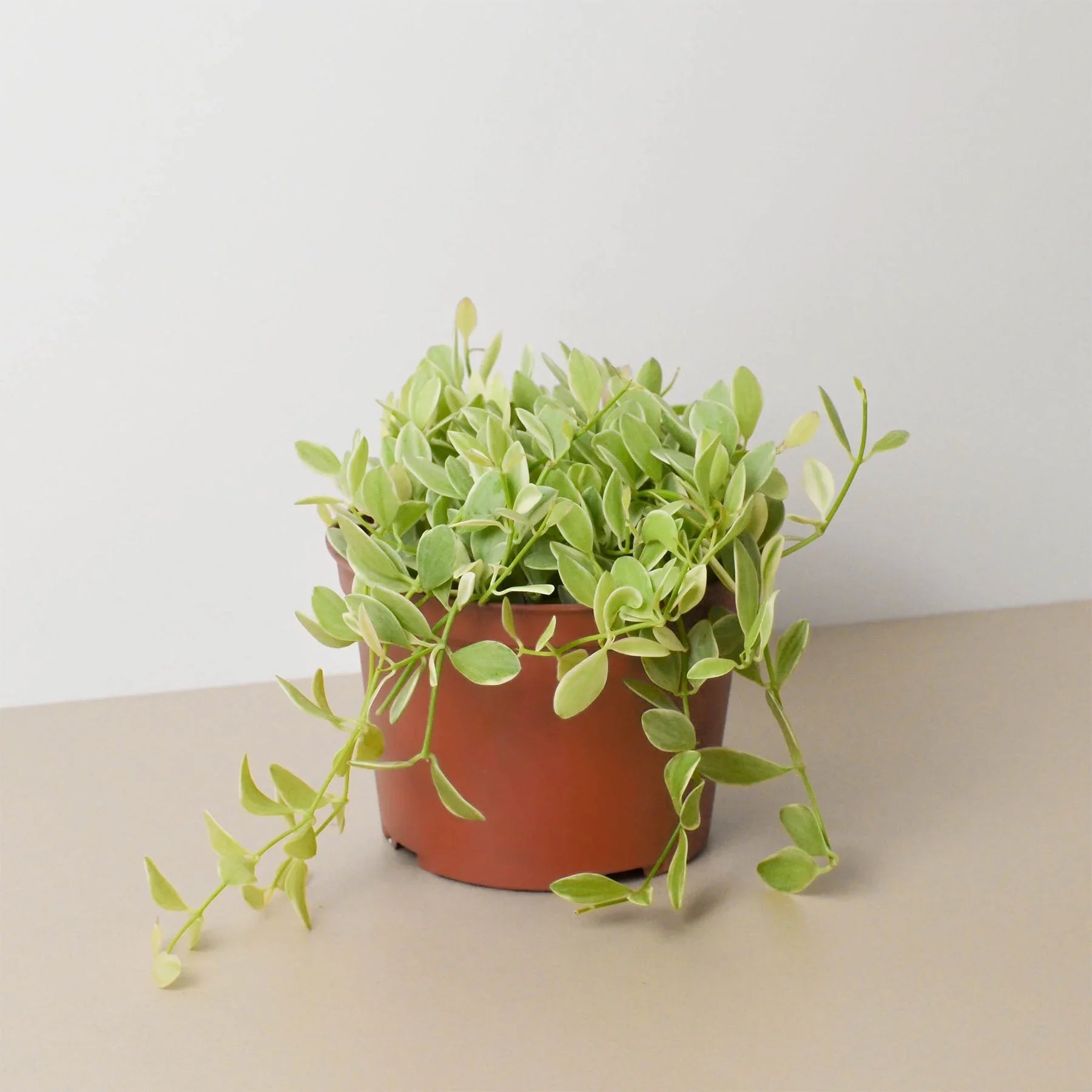 Succulent Dischidia Cascade - Holiday Corner