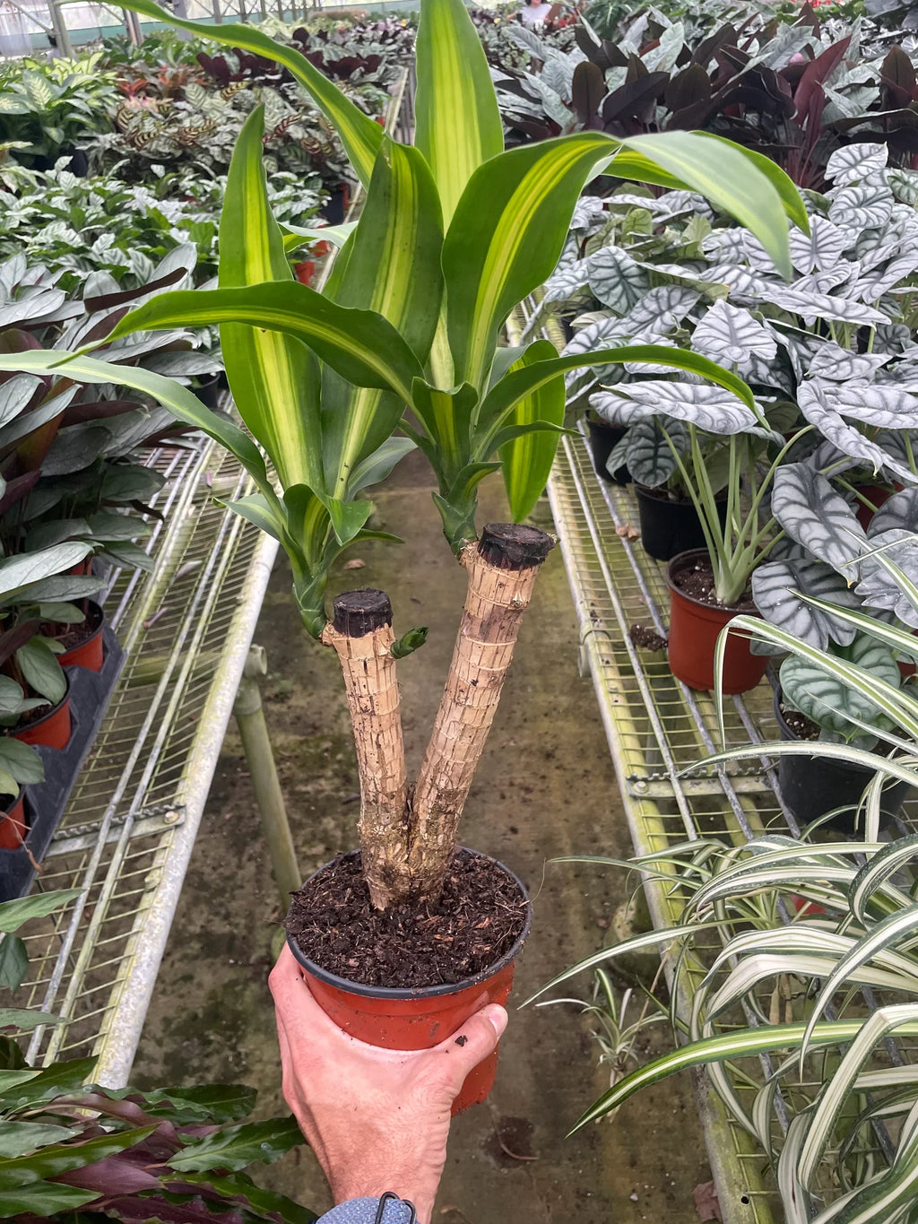 Dracaena Massangeana - Holiday Corner
