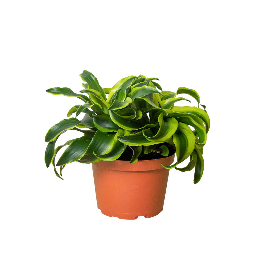 Dracaena 'Tornado' - Holiday Corner