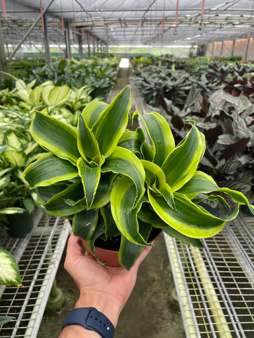 Dracaena 'Tornado' - Holiday Corner