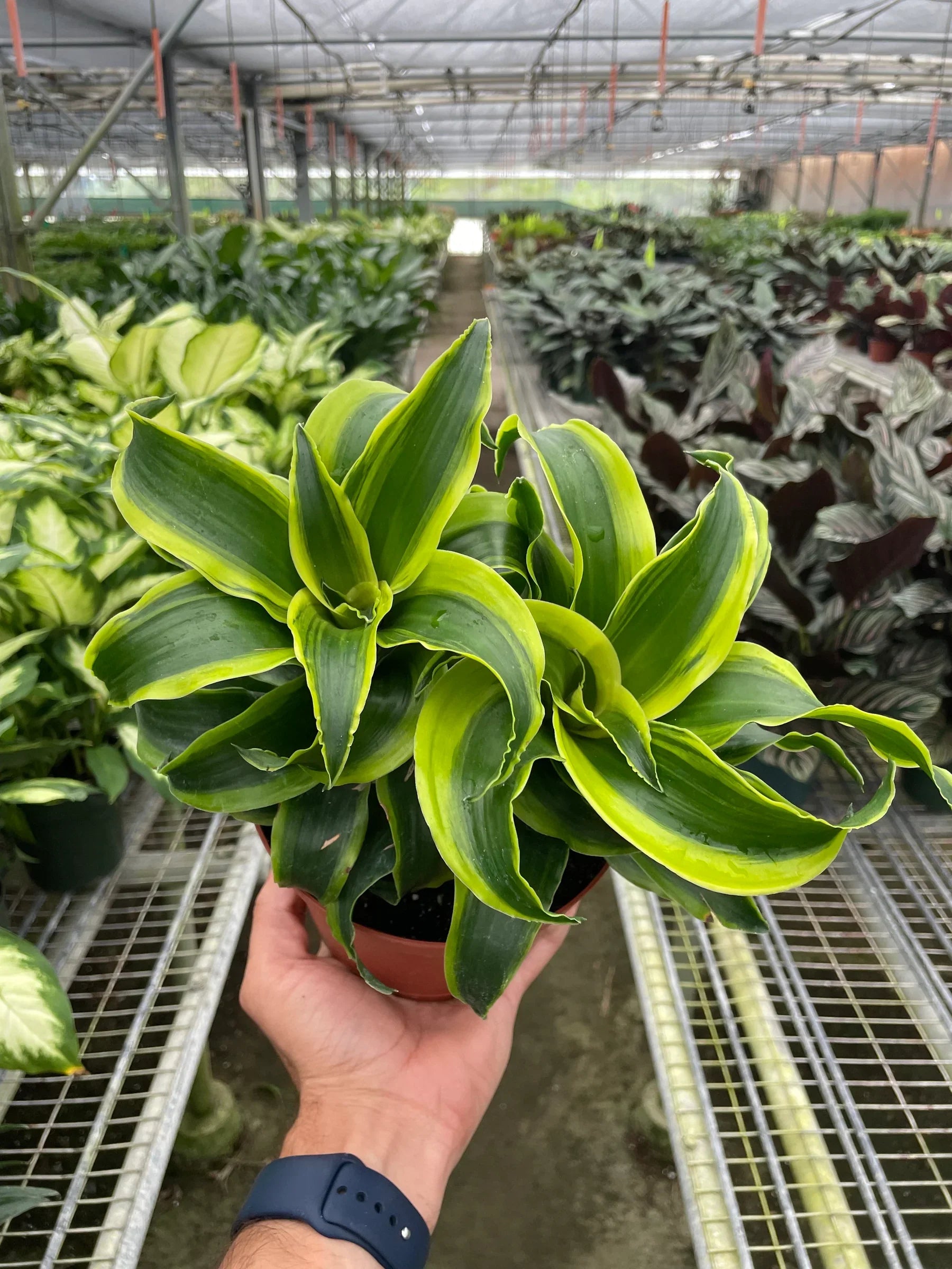 Dracaena 'Tornado' - Holiday Corner