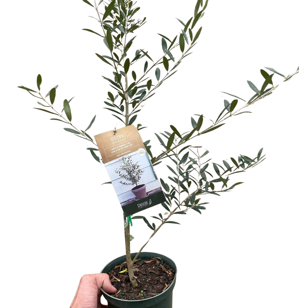 Common Olive Tree (Olea europaea) - Holiday Corner