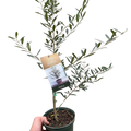 Common Olive Tree (Olea europaea) - Holiday Corner