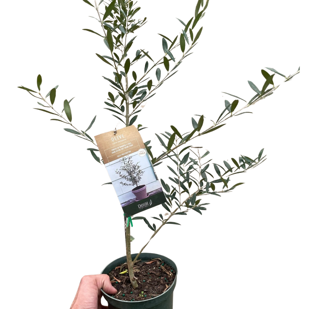 Common Olive Tree (Olea europaea) - Holiday Corner