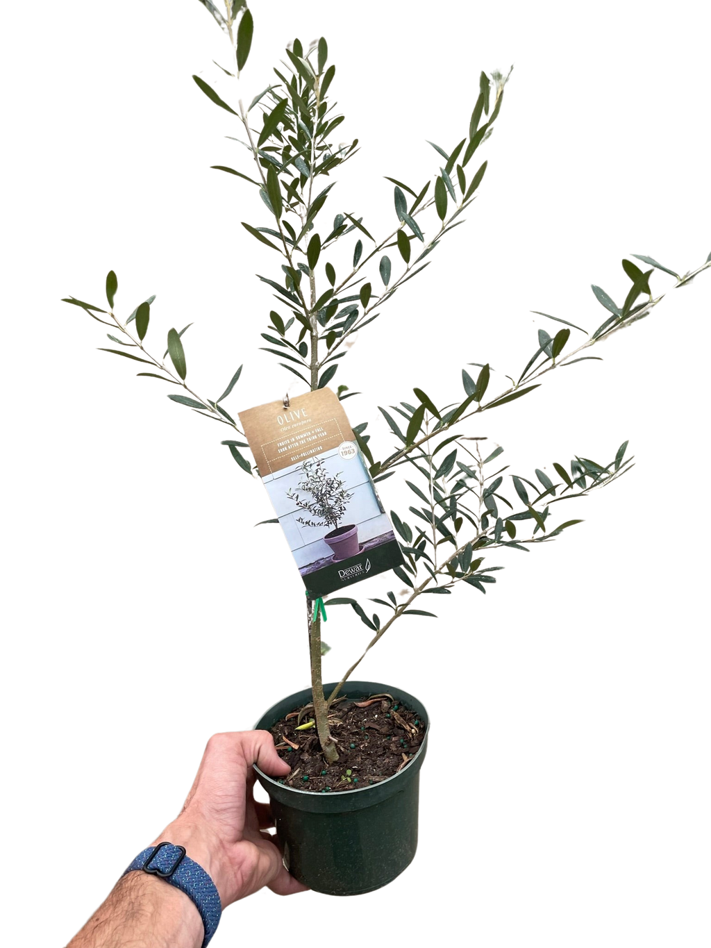 Common Olive Tree (Olea europaea) - Holiday Corner