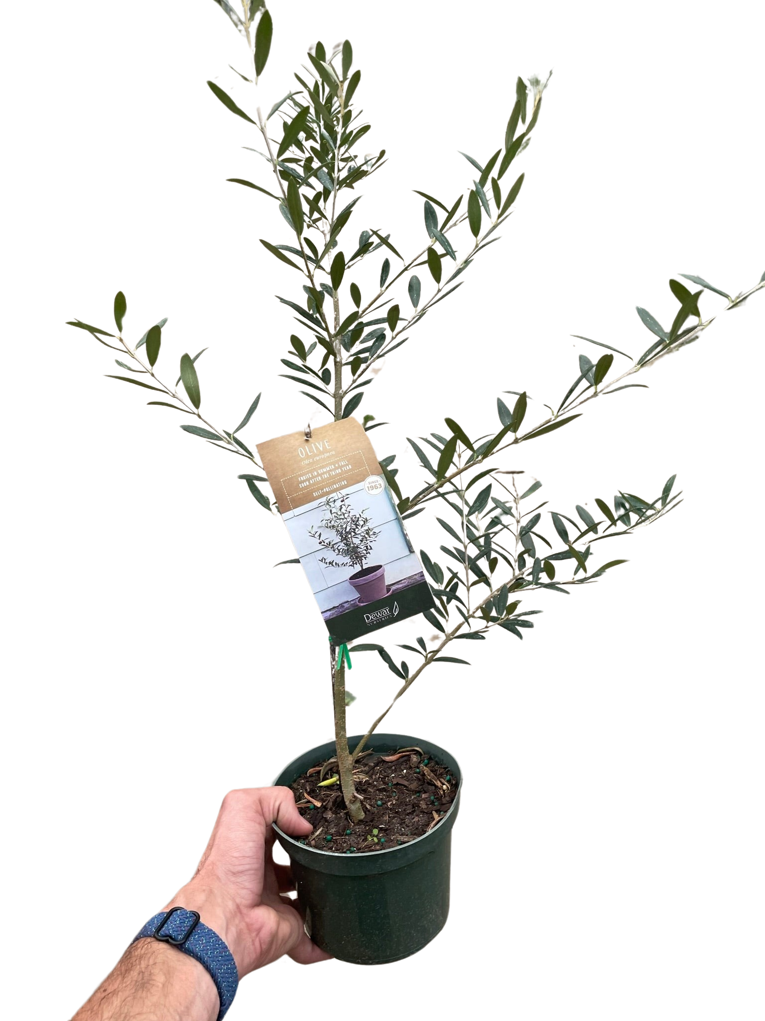 Common Olive Tree (Olea europaea) - Holiday Corner
