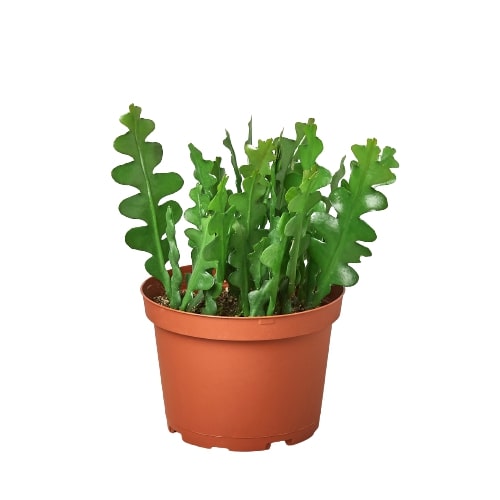Epiphyllum 'Ric Rac' Cactus - Holiday Corner