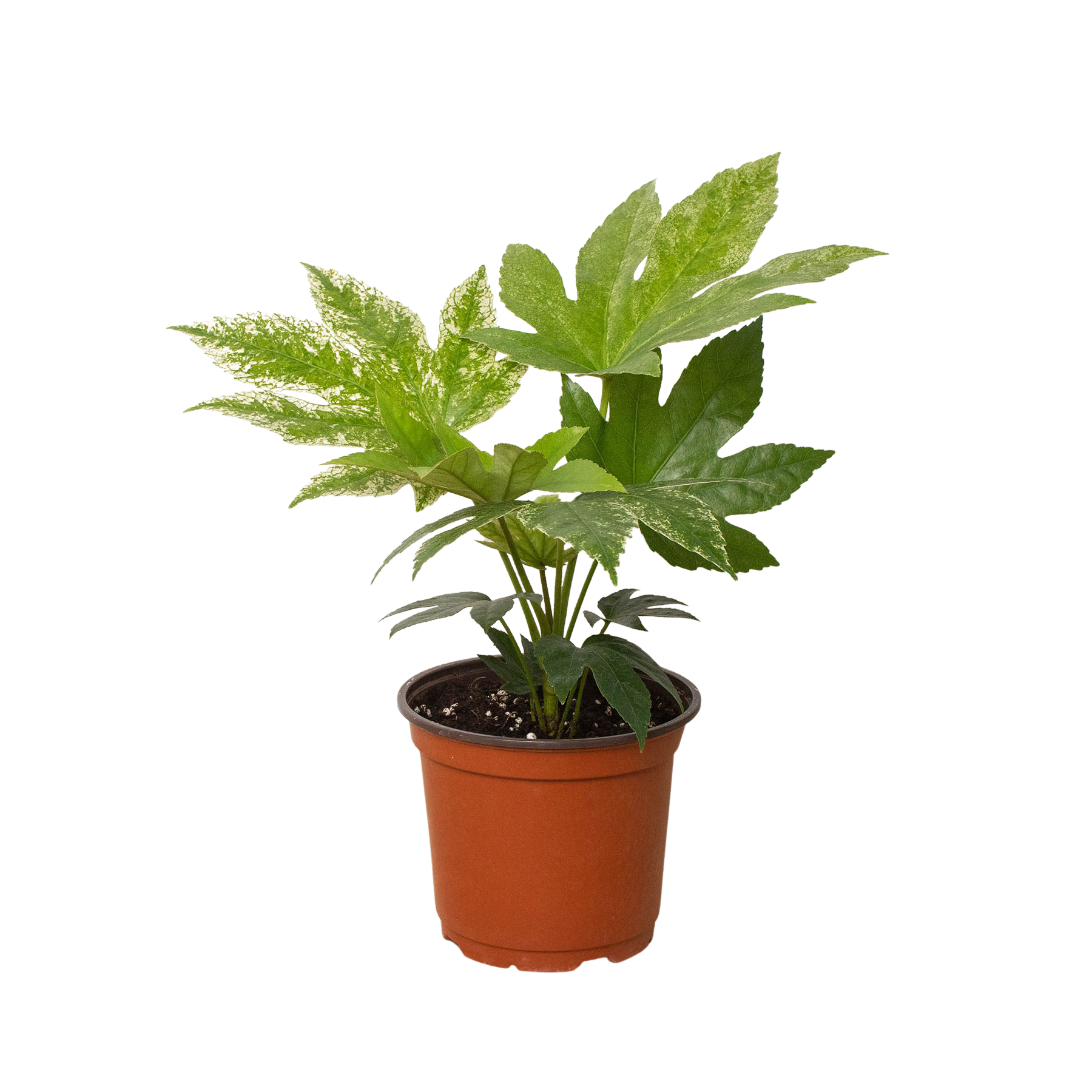 Fatsia 'Spider's Web' - Holiday Corner